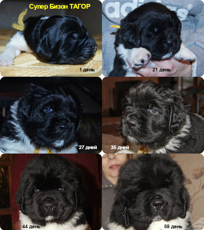 Фото: ньюфаундленд Super Bizon Tagor (Супер Бизон Тагор)