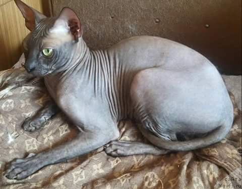 Фотография № 219757