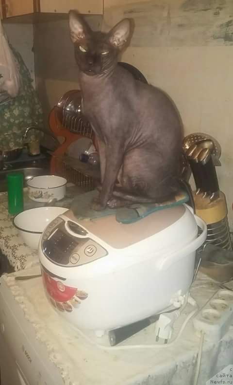 Фотография № 219759