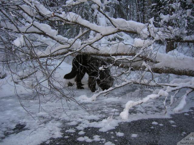 Фотография № 21976