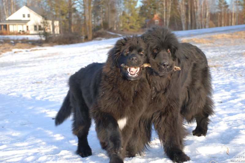 Фото: ньюфаундленд Moya Stikhiya Meledi (Моя Стихия Миледи), Aarnikarhun Gimme Gimme.