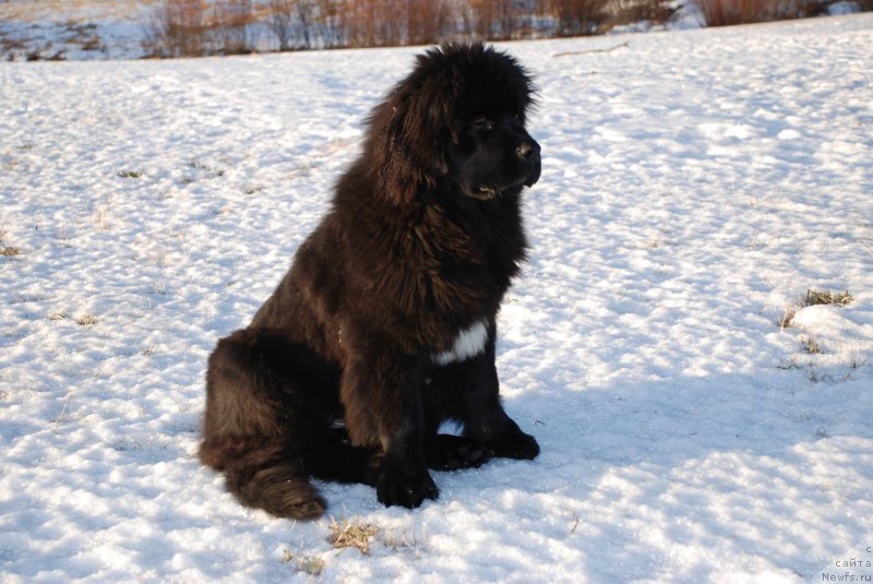 Фотография № 219763