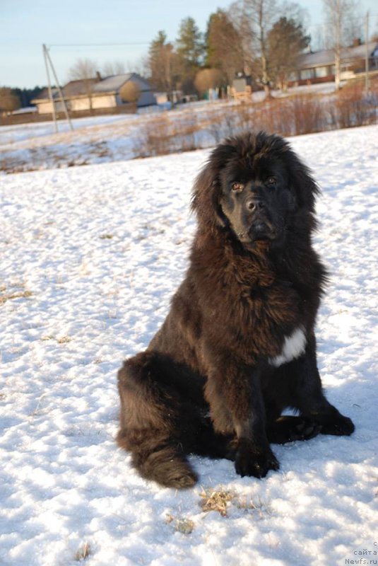 Фотография № 219764