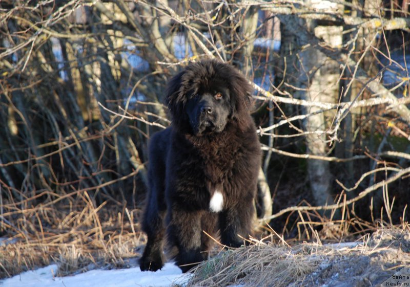 Фото: ньюфаундленд Moya Stikhiya Meledi (Моя Стихия Миледи)