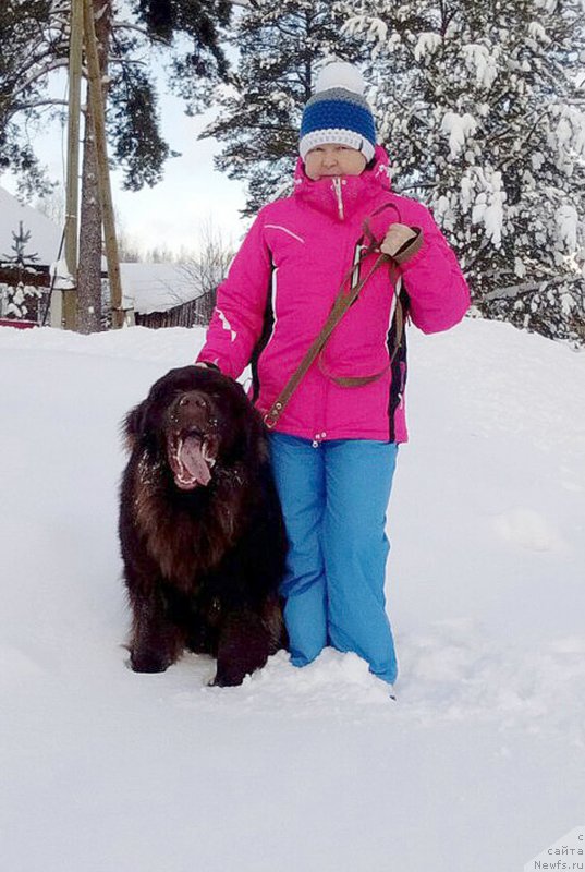 Фото: ньюфаундленд Braunblad MSK Sidni Svitin Sanlayt (Браунблад МСК Сидни Свитин Санлайт)
