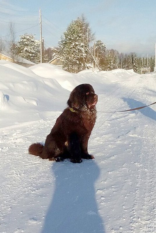 Фото: ньюфаундленд Braunblad MSK Sidni Svitin Sanlayt (Браунблад МСК Сидни Свитин Санлайт)