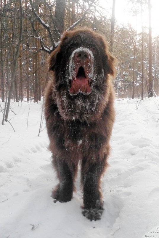 Фото: ньюфаундленд Braunblad MSK Saylas Soul Drim (Браунблад МСК Сайлас Соул Дрим)