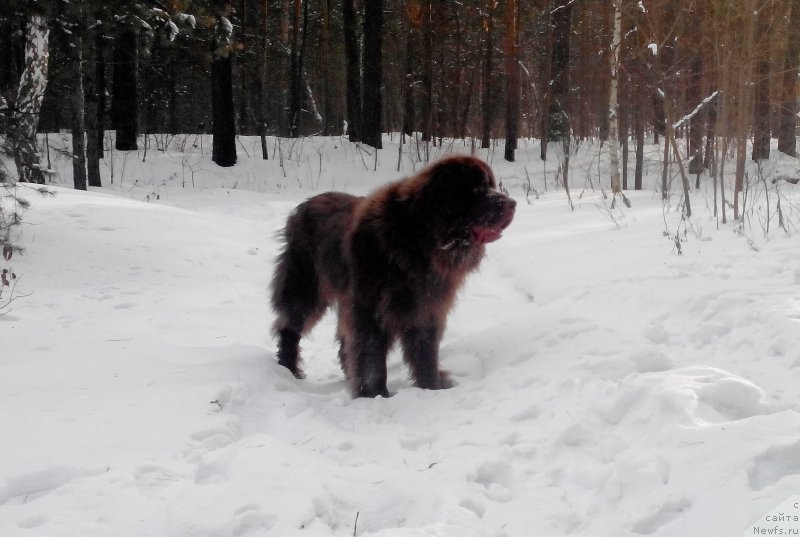 Фото: ньюфаундленд Braunblad MSK Saylas Soul Drim (Браунблад МСК Сайлас Соул Дрим)