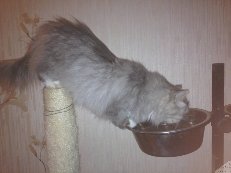 Фотография № 219779