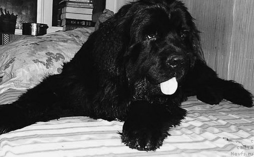 Фото: ньюфаундленд Protey iz Antagrada (Протей из Антаграда)