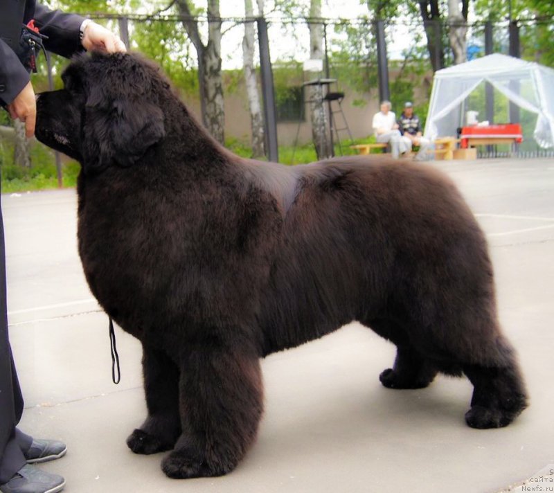 Фото: ньюфаундленд Raymond Best in Show