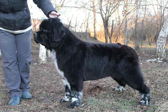 Фотография № 219788