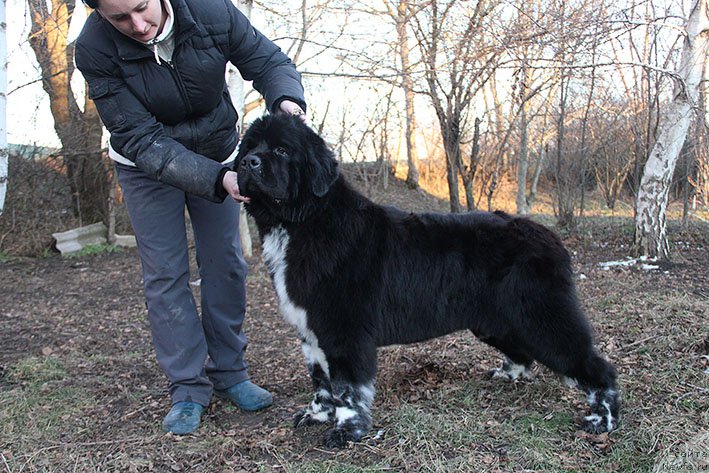Фото: ньюфаундленд Bayka s Berega Dona (Байка с Берега Дона)