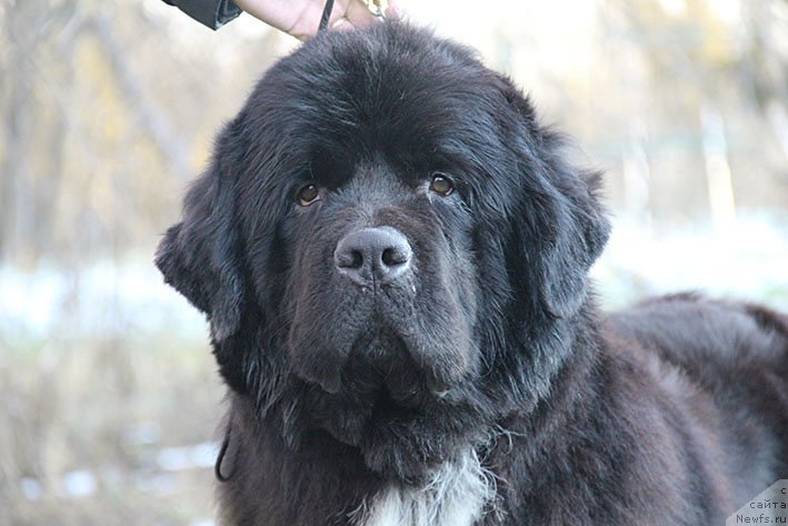 Фотография № 219790