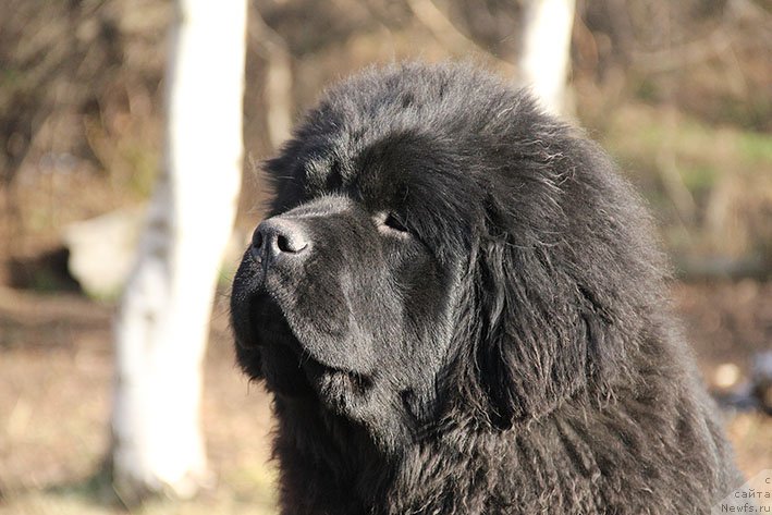 Фотография № 219792