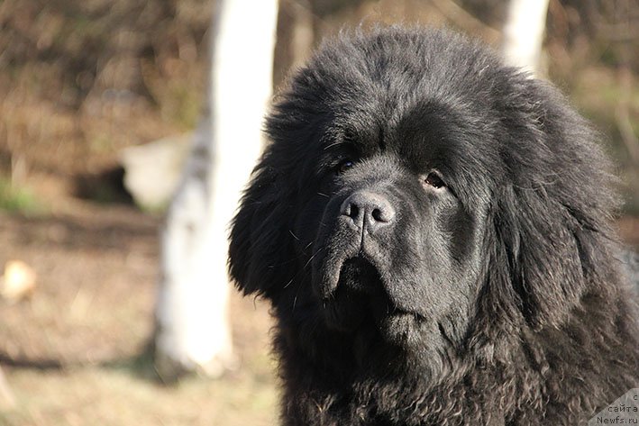 Фотография № 219794