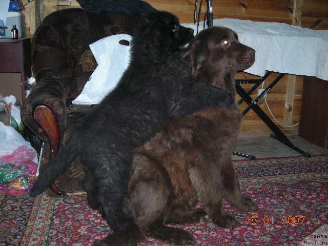 Фото: ньюфаундленд Sent Djons Kruiz (Сент Джонс Круиз), ньюфаундленд Stardi (Старди)