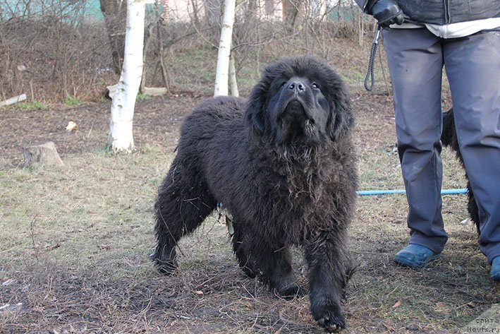 Фотография № 219804