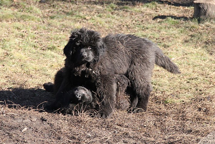 Фото: ньюфаундленд Ilarya s Berega Dona (Илария с Берега Дона), ньюфаундленд Krestovaya Dama s Berega Dona (Крестовая Дама с Берега Дона)