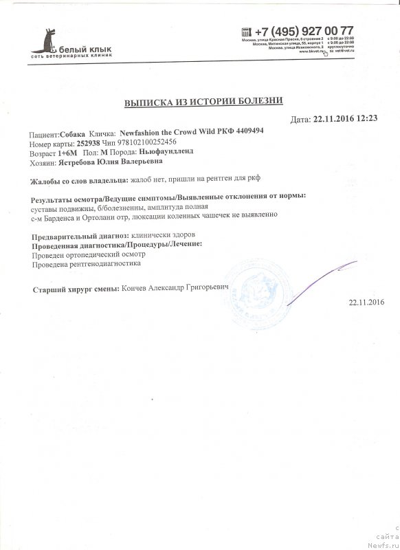 Фото: ньюфаундленд Newfashion The Crowd Goes Wild