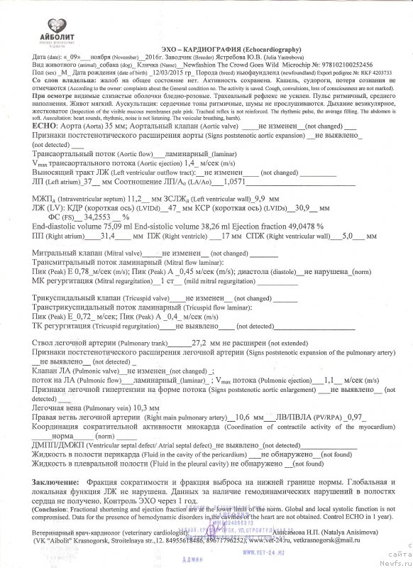 Фото: ньюфаундленд Newfashion The Crowd Goes Wild