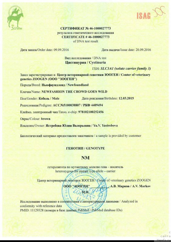 Фото: ньюфаундленд Newfashion The Crowd Goes Wild