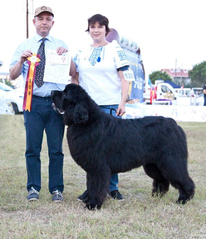 Фото: ньюфаундленд Aquatoria Kelvin Ultramodern (Акватория Келвин Ультрамодерн)