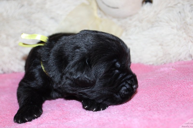 Фотография № 219821