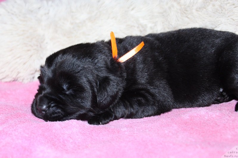 Фотография № 219826