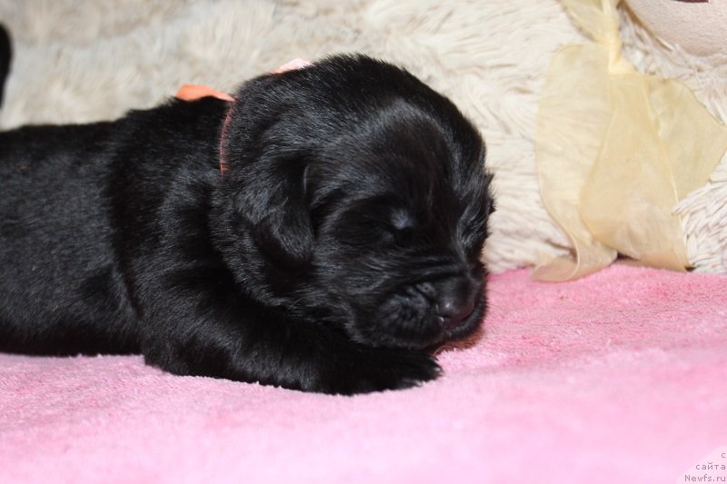 Фотография № 219827