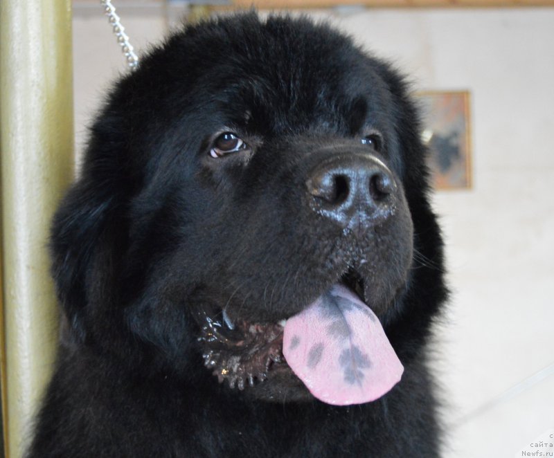 Фото: ньюфаундленд CHernyiy Balu Elisey (Черный Балу Елисей)