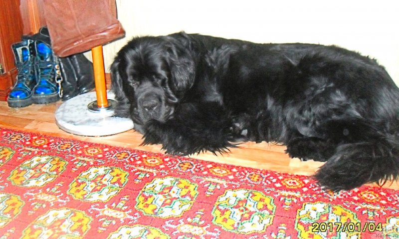 Фотография № 219839