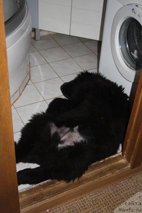 Фото: ньюфаундленд Pchiolkin Dom Vostorg Dushi (Пчёлкин Дом Восторг Души)