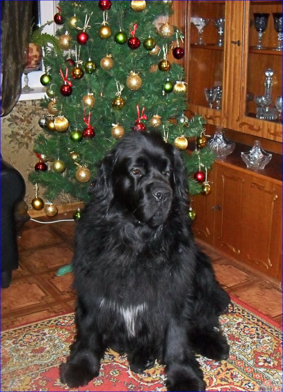 Фотография № 219849