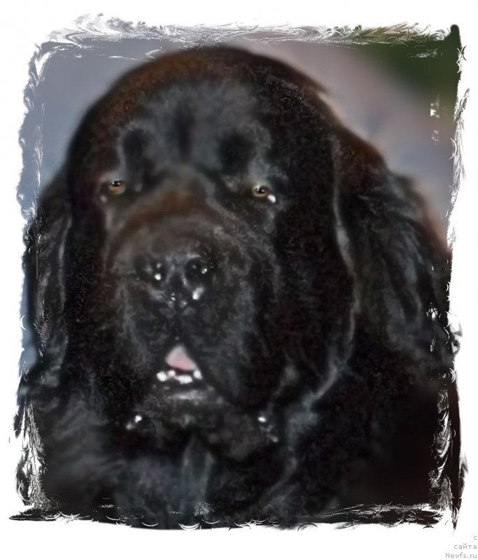 Фотография № 219855