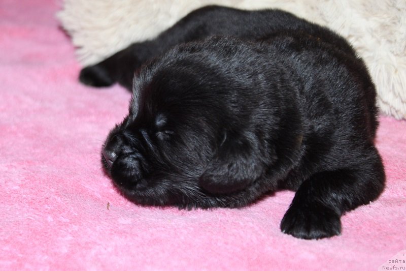 Фотография № 219858