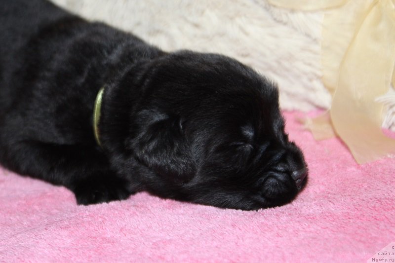 Фотография № 219860