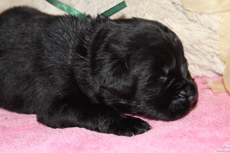 Фотография № 219862