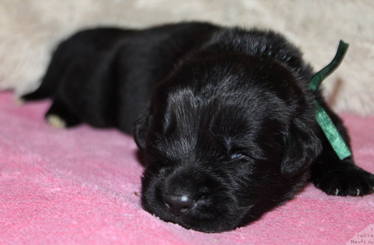 Фотография № 219863