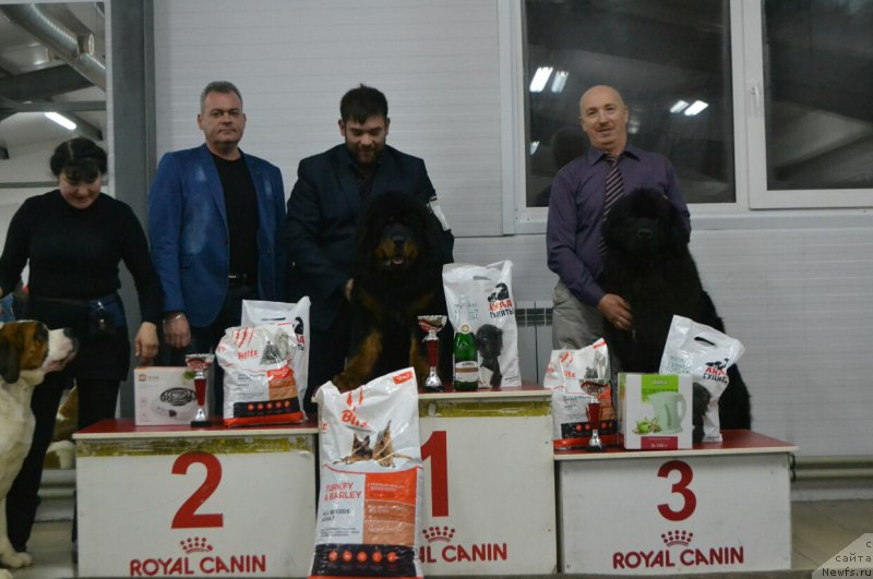 Фото: ньюфаундленд Noel Naslednitsa Vyatskiy Medved (Ноэль Наследница Вятских Медведей)