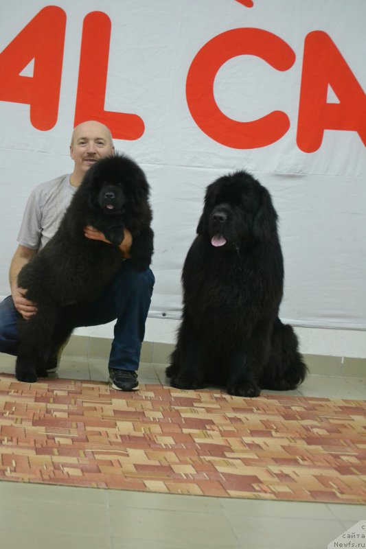 Фото: ньюфаундленд Nazar Vyatskiy Medved (Назар Вятский Медведь)