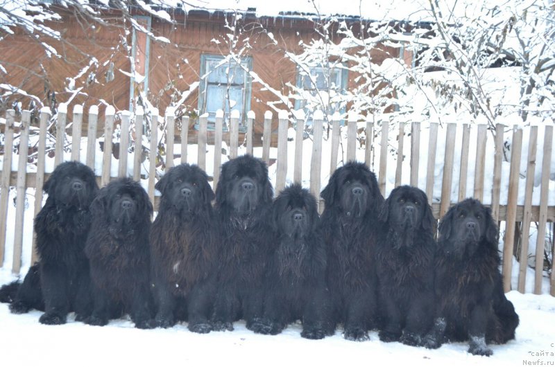 Фото: ньюфаундленд Nikita Bogatyr Imperii (Никита Богатырь Империи), ньюфаундленд Aquatoriya Kelvin Sharliz (Акватория Келвин Шарлиз), ньюфаундленд Noel Naslednitsa Vyatskiy Medved (Ноэль Наследница Вятских Медведей), ньюфаундленд Nazar Vyatskiy Medved (Назар Вятский Медведь), ньюфаундленд Mnogolikaya Boginya Manifik (Многоликая Богиня Манифик), ньюфаундленд Simbad Pokoritel' Morey (Симбад Покоритель Морей), ньюфаундленд Skarlet O'Hara (Скарлет О'Хара), ньюфаундленд Nefertiti Krasavica Gryadet (Нефертити Красавица Грядет)