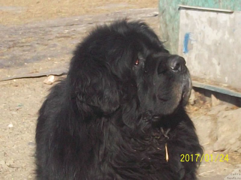 Фото: ньюфаундленд Vito Kacho Ferl (Вито Качо Ферл)