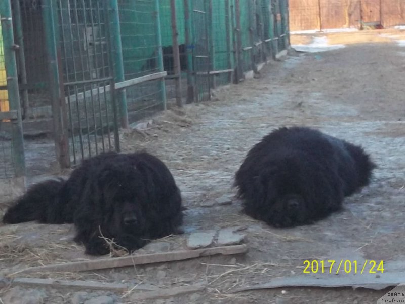 Фото: ньюфаундленд Super Premium Mikado (Супер Премиум Микадо), ньюфаундленд Super Premium Nao Del Trato (Супер Премиум Нао Дел Трато)