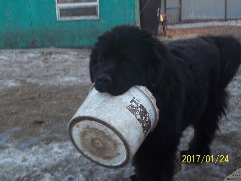 Фото: ньюфаундленд Stepan Razin (Степан Разин)