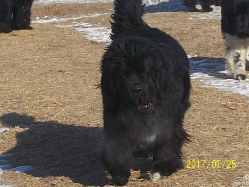 Фото: ньюфаундленд Stepan Razin (Степан Разин)