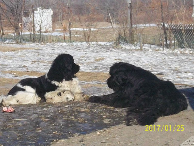 Фото: ньюфаундленд Super Premium Nao Del Trato (Супер Премиум Нао Дел Трато), ньюфаундленд Selin Dion (Селин Дион)