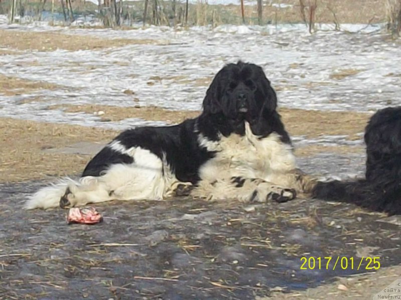 Фото: ньюфаундленд Selin Dion (Селин Дион)