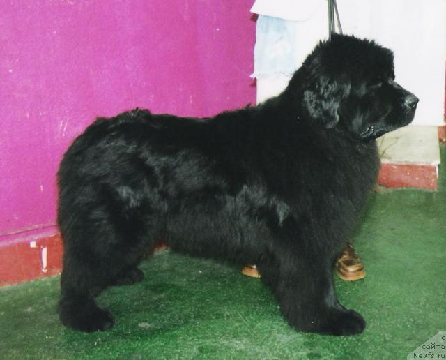 Фото: ньюфаундленд Nijumast Nadin Nimfa Chernogo Ozera (Ньюмаст Надин Нимфа Черного Озера)