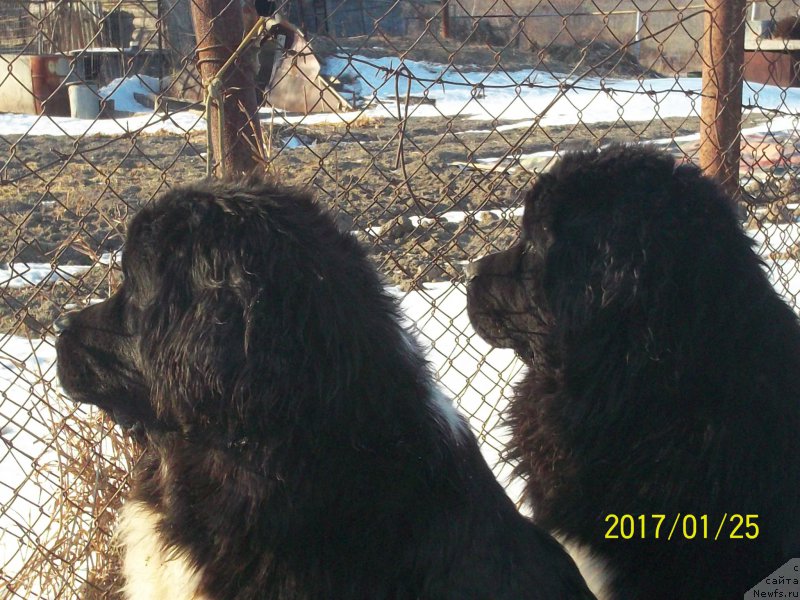 Фото: ньюфаундленд Stepan Razin (Степан Разин), ньюфаундленд Selin Dion (Селин Дион)